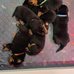 Rottweiler All Grown Up from CAMILA MICHELLI