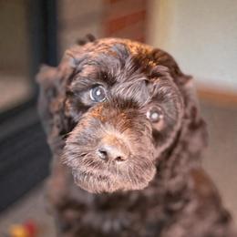 Persephone - Black female Sheepadoodle puppy in Salem, Oregon from Oregon Poodle Oodle Doodles