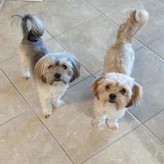 Shih Tzu, Shorkie, and Yorkshire Terrier Puppies from Great Mates