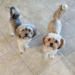 Shih Tzu, Shorkie, and Yorkshire Terrier Puppies from Great Mates
