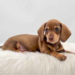 Truffle - Chocolate and cream female Dachshund puppy in Litchfield, Illinois from Charmm Dachshunds