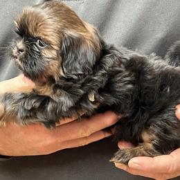 Dopey - Chocolate and tan female Shih Tzu puppy in Bloomfield, Indiana from Meihem Pups