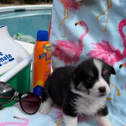 Gertie - Black and tan female Pembroke Welsh Corgi puppy in Delray Beach, Florida from Holly's Pembroke Welsh Corgis