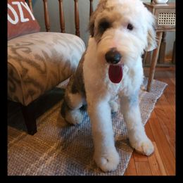 Romeo - Old English Sheepdog