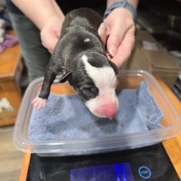 Zephyr - White and black male Whippet puppy in Alvin, Texas from Pecan Grove Akitas & Whippets