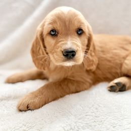 Companion Cross Puppies from Happy Tails Mini Goldens