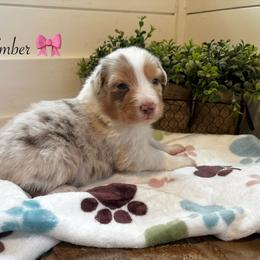 Ember - Red merle female Australian Shepherd puppy in Murrayville, Georgia from Mountain Ridge Aussies