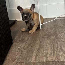 Mr. Brown - male French Bulldog puppy in Anaheim, California from Brightest Days Ahead