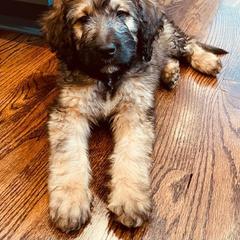 Saint Berdoodle Puppies from Brewer's Doodles