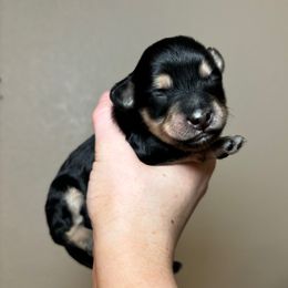 Brownie - Black & tan tri-color female Maltipoo puppy in Sacramento, California from Honeys Maltipoo’s
