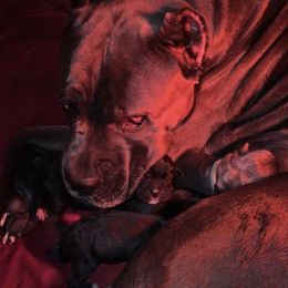 Cane Corso Puppies from Triple H Cane Corso