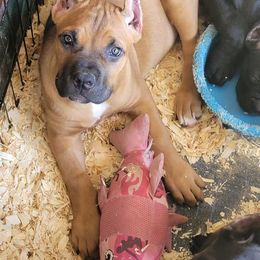 Cane Corso Puppies from Red Wood Cane Corso