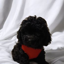 Havanese, Havapoo, and Poodle Puppies from Faithful Hearts Kennel