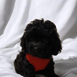 Havanese, Havapoo, and Poodle Puppies from Faithful Hearts Kennel