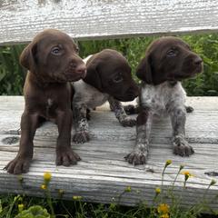 German Shorthaired Pointer Puppies from Justin Anderson
