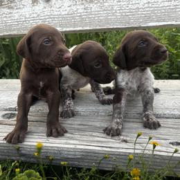 German Shorthaired Pointer Puppies from Justin Anderson