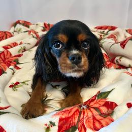 Cavalier King Charles Spaniel puppies from Rohus Puppies