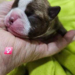 Pup 4 is girl 2 - Red female Boston Terrier puppy in Versailles, Indiana from Benhams Bostons