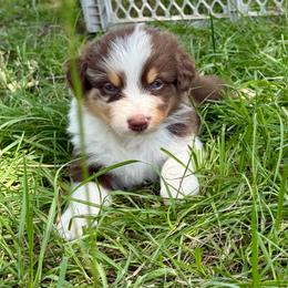 Yellow - Red merle male Australian Shepherd puppy in Iola, Texas from MK Aussies