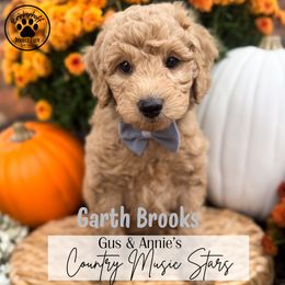 Garth Brooks - Apricot male Goldendoodle puppy in Anderson, South Carolina from Brinkerhoff Doodle Farm