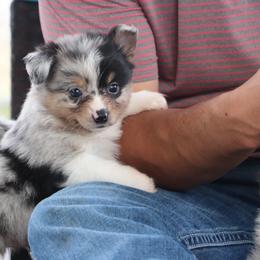 BMM - McGibbon - Blue merle male Miniature Australian Shepherd puppy in Goliad, Texas from Sassy Lil Aussies and Diamond W Poodles