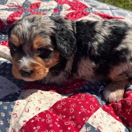 Goldie - Blue merle female Bernedoodle puppy in Camden, Michigan from FurEver Friends Finder