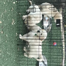 Golden Retriever Puppies from Bennett Goldens