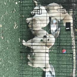 Golden Retriever Puppies from Bennett Goldens