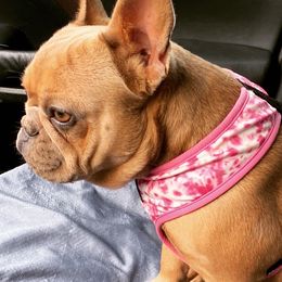 Oakley - French Bulldog