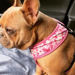 Oakley - French Bulldog