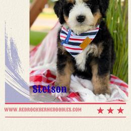 Stetson - Tri-color male Bernedoodle puppy in Syracuse, Utah from Redrockbernedoodles