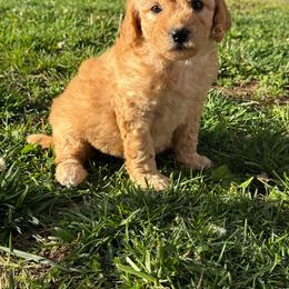 Mya - Apricot female Goldendoodle puppy in Lancaster, Kentucky from Dream Paws Puppies, LLC