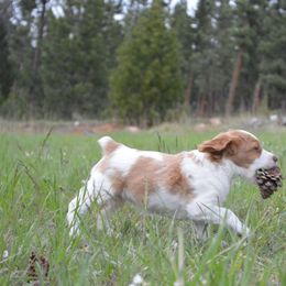 Brittany Puppies from Tommie Dahl
