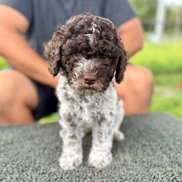 Antonio (priceless, beyond praise) - Brown roan male Lagotto Romagnolo puppy in Lakeland, Florida from Joyful Heart