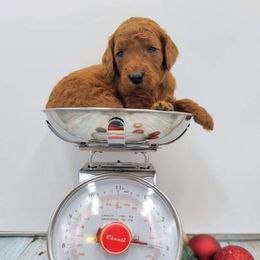 Girl 1 - Poodle puppy in Inman, South Carolina from Raynebow Rose Poodles