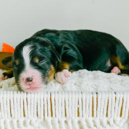 Birch - male Australian Mountain Doodle puppy in Spanish Fork, Utah from K Brand Doodles