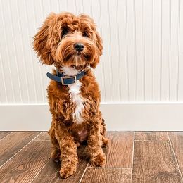 Vinnie - Goldendoodle