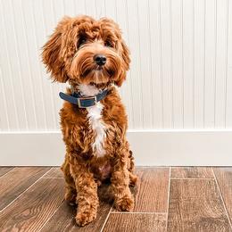 Vinnie - Goldendoodle