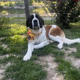 Skyy - Saint Berdoodle