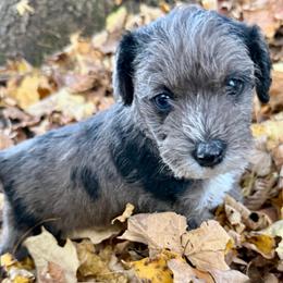 Hickory - Schnoodle - Parti male Miniature Schnauzer puppy in Wheeler, Wisconsin from Sue’s Miniature Schnauzers