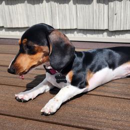 Gracie - Dachshund