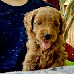 Goldendoodle Puppies from Fort Worth Goldendoodles