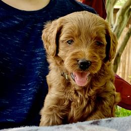 Goldendoodle Puppies from Fort Worth Goldendoodles