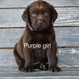 Purple female - Chocolate female Labrador Retriever puppy in Mississippi from Sure Shot English Labs
