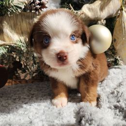 Rtf (blue eye) - Red tri female Miniature Australian Shepherd puppy in Lakeland, Florida from Sunshine Mini Aussies