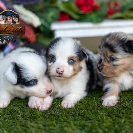 Miniature American Shepherd puppies from Best Little Aussies