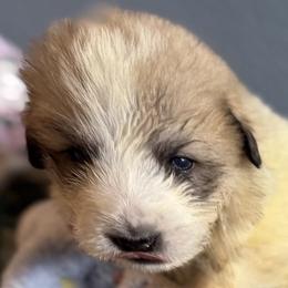 Boy1 Red collar NIMBUS - White and badger male Great Pyrenees puppy in Fair Grove, Missouri from Allen Wags & Woolies