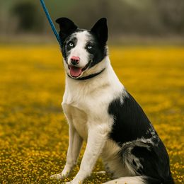 Bella - Border Collie