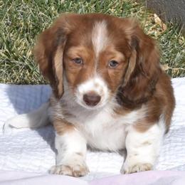 Dachshund Puppies from Desert Horizon Dachshunds