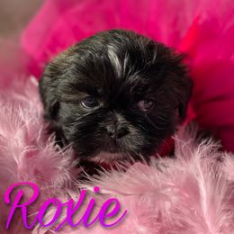 Shih Tzu Puppies from LaDawn’s Little Lions